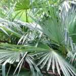 Trachycarpus, Palmeira-moinho-de-vento: plantar, cultivar e tratar