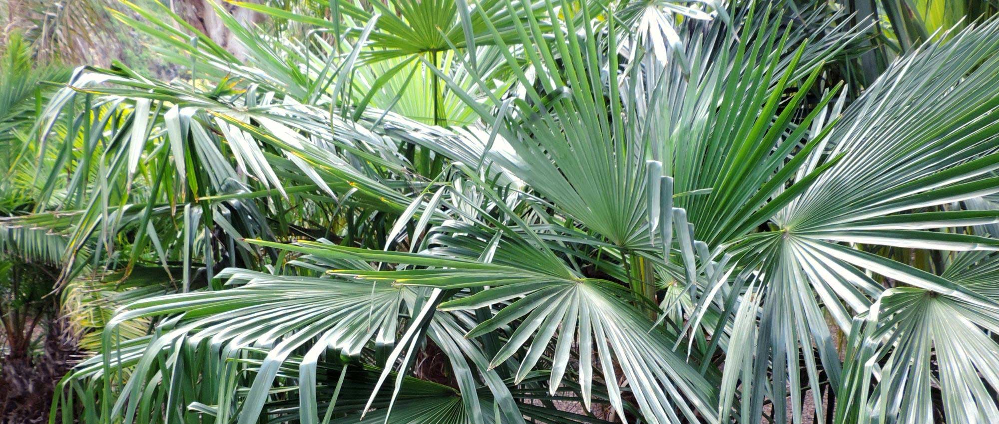 Trachycarpus, Palmeira-moinho-de-vento: plantar, cultivar e tratar