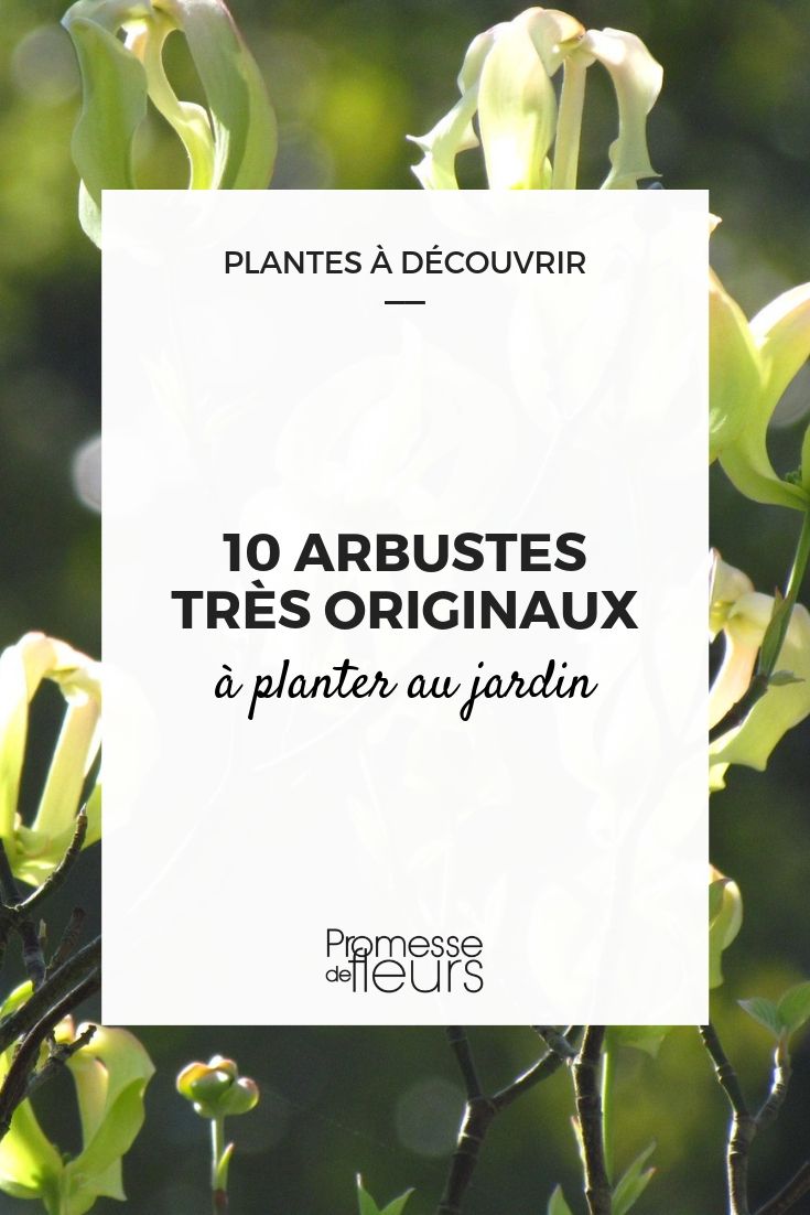 arbustos originais