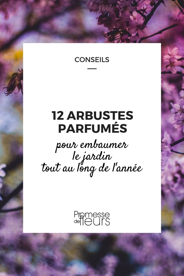 Arbustos perfumados