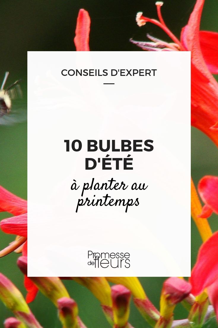 bolbos de floração estival