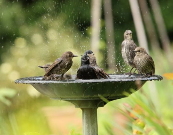 Canícula, calor intenso: tem sede? Os animais do jardim também!