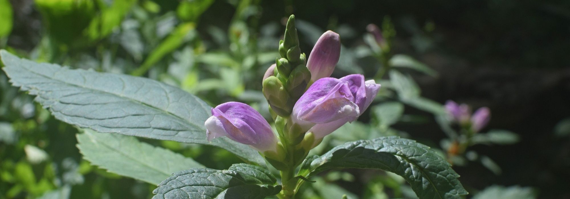 Penstémon, chelone obliqua : plantação, cultura