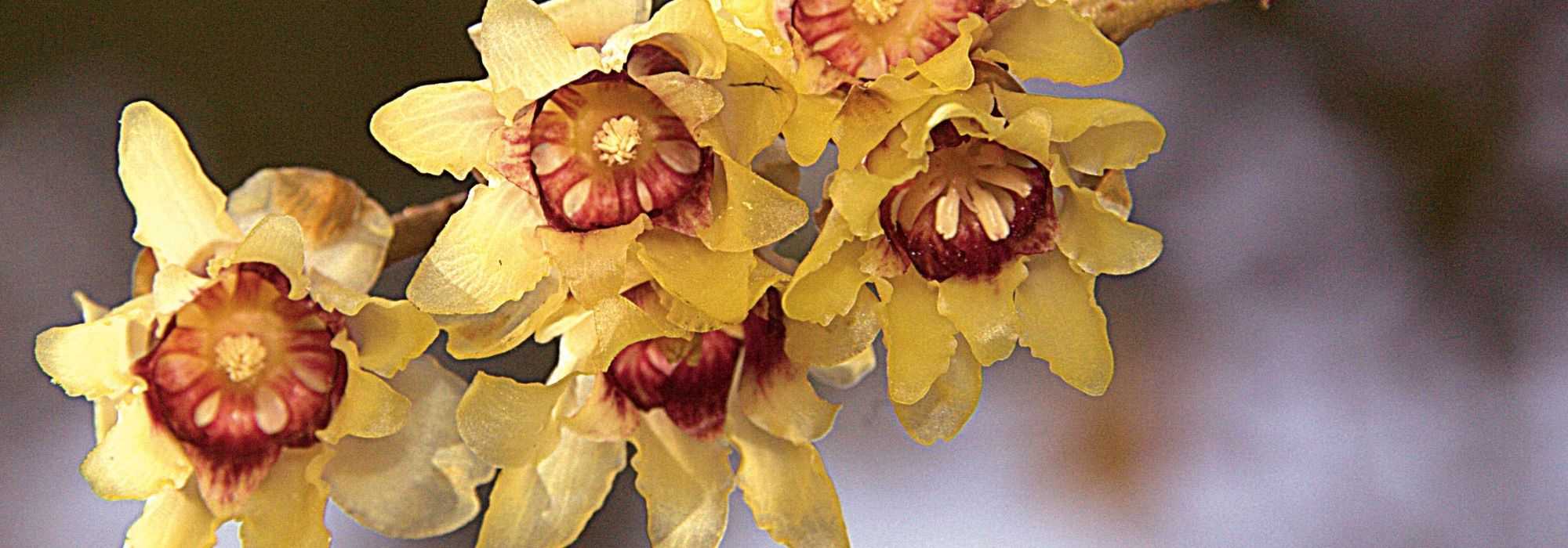 Jasmin-do-inverno, Chimonanthus praecox : plantação, cultura, poda