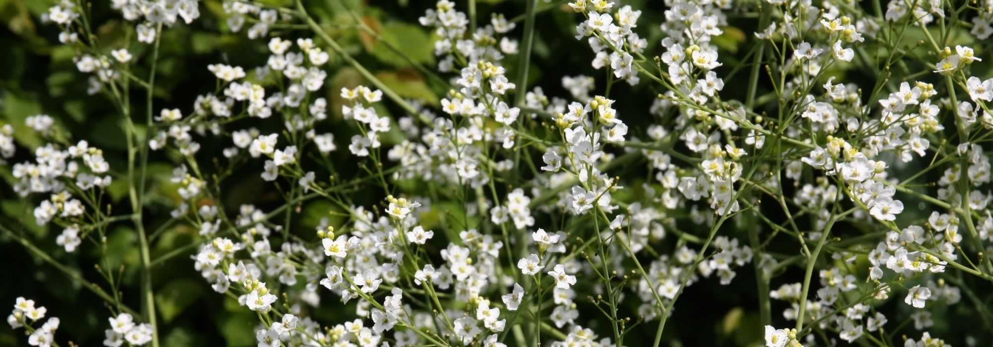Crambe, couve-marinha ou nuvem: plantar, cultivar, cuidar