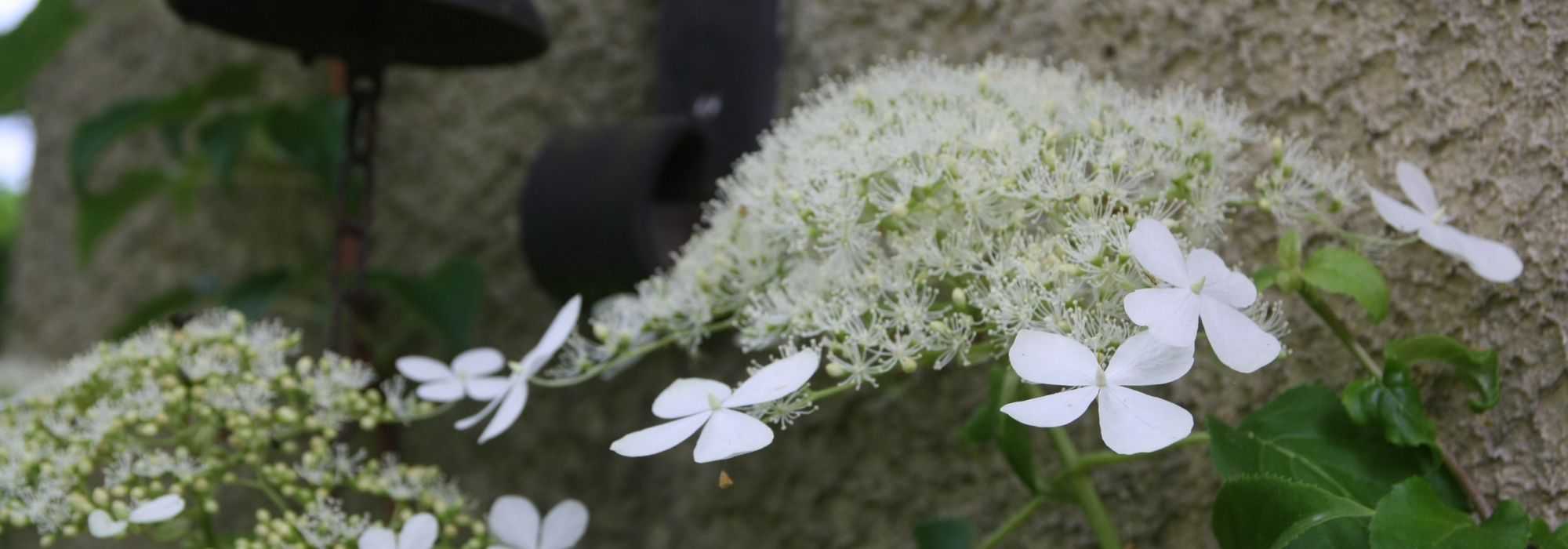 Plantas trepadeiras para muros e fachadas: quais escolher?