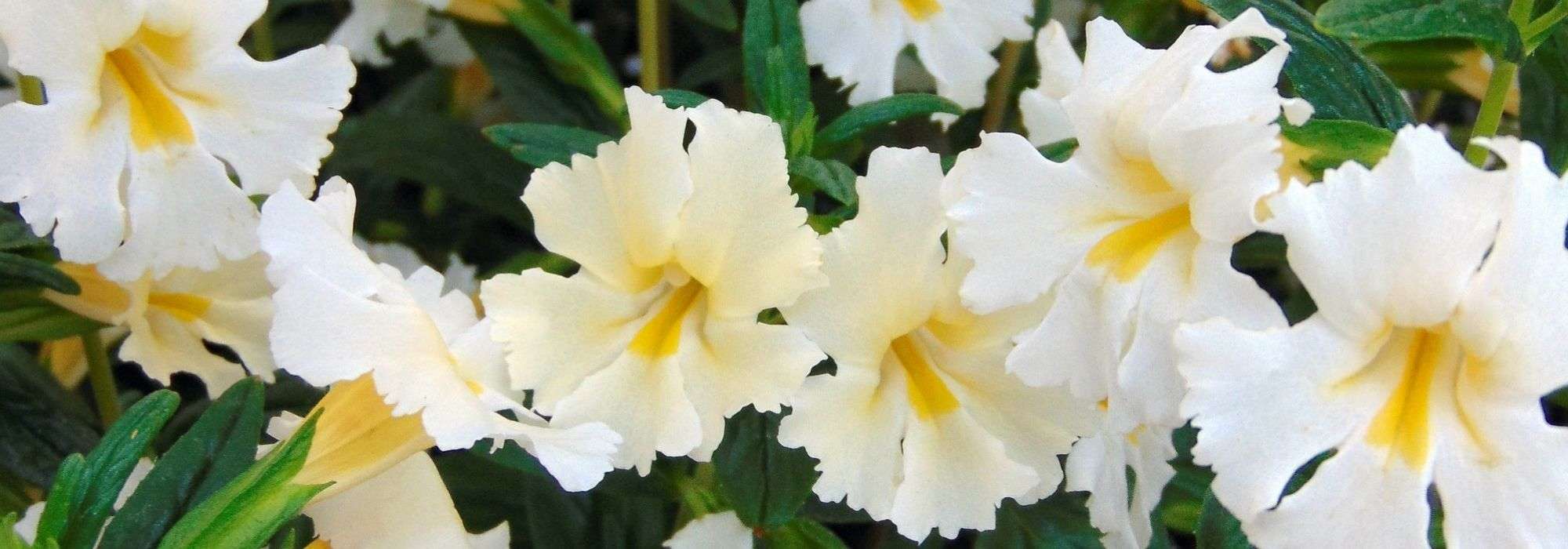 Mimulus, mímulo : plantação, manutenção