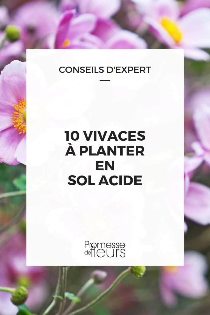 plantas perenes para solo ácido