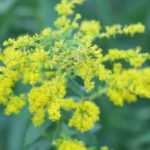 Solidago, vara-de-ouro: plantação, cultivo, manutenção