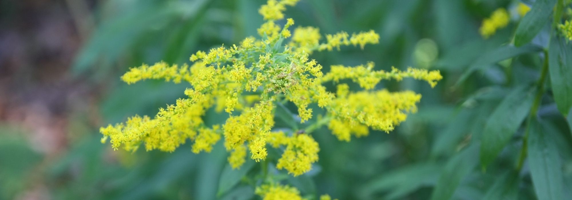 Solidago, vara-de-ouro: plantação, cultivo, manutenção