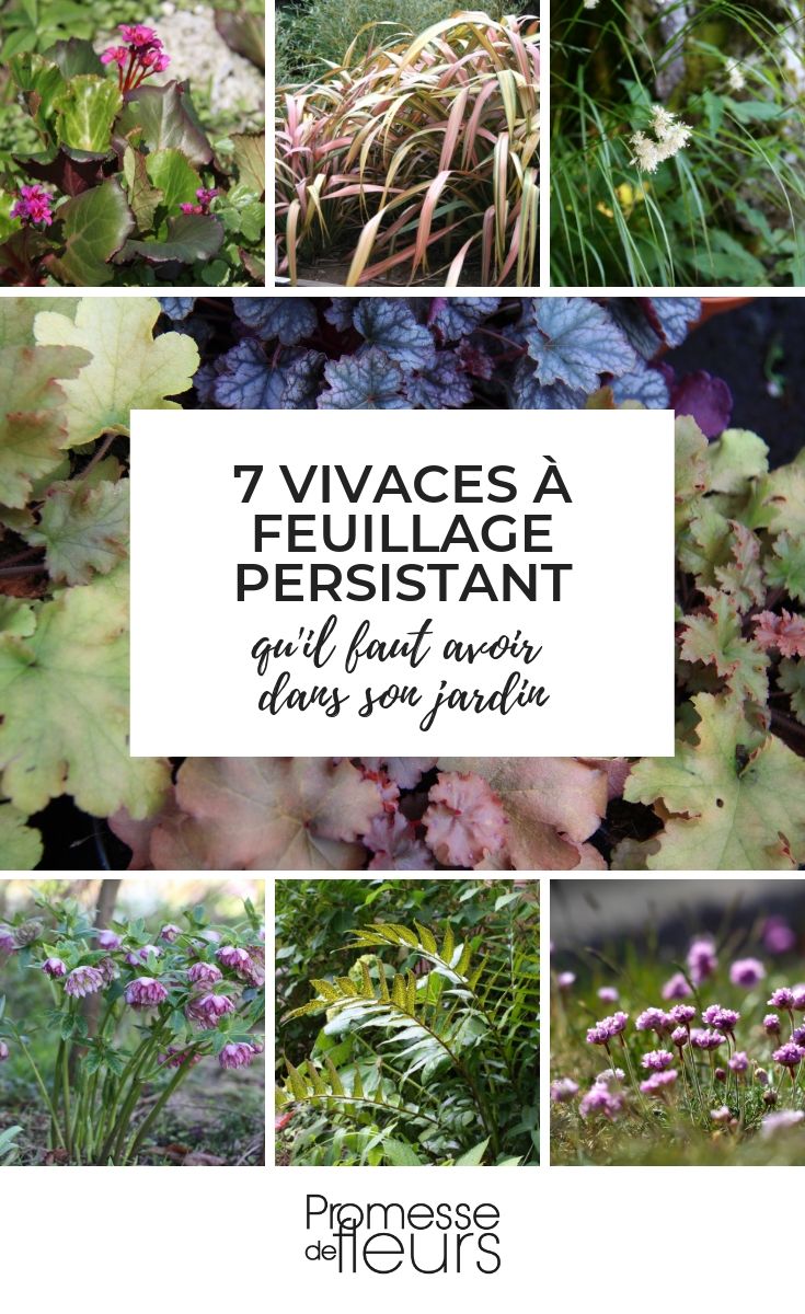 plantas perenes persistentes