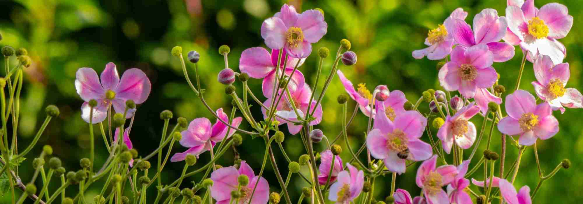 10 plantas perenes a cultivar em solo ácido