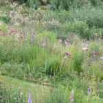 10 plantas perenes emblemáticas para jardins naturalistas