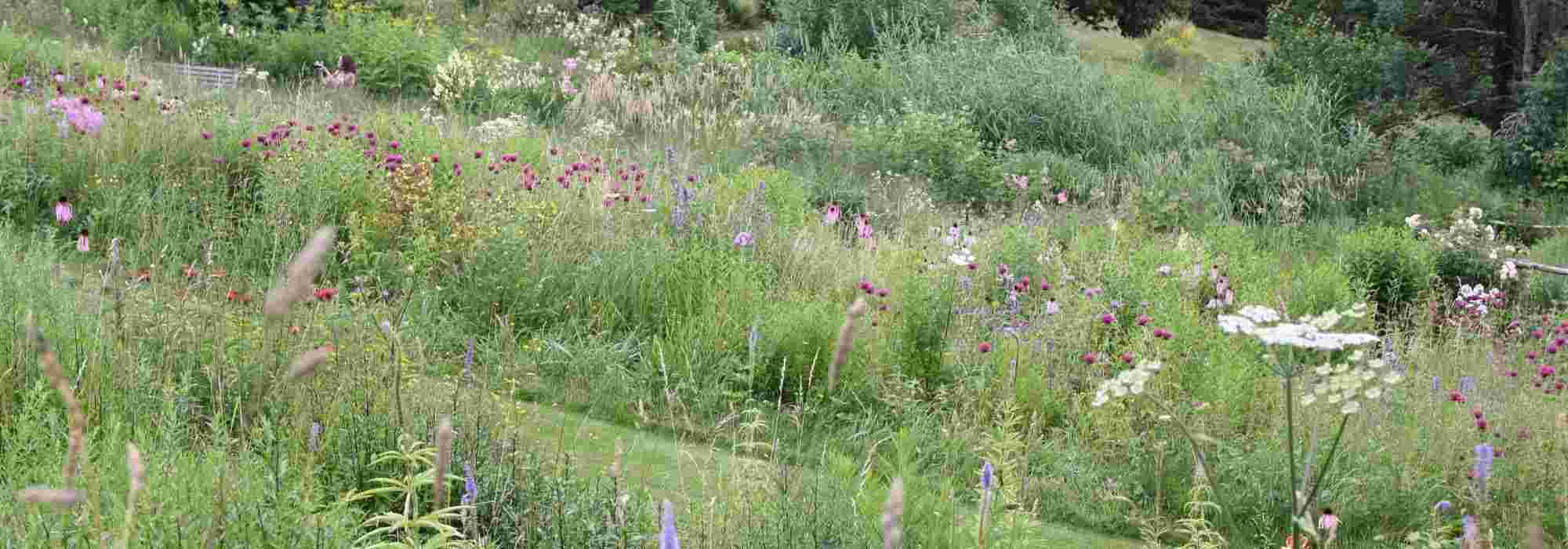10 plantas perenes emblemáticas para jardins naturalistas