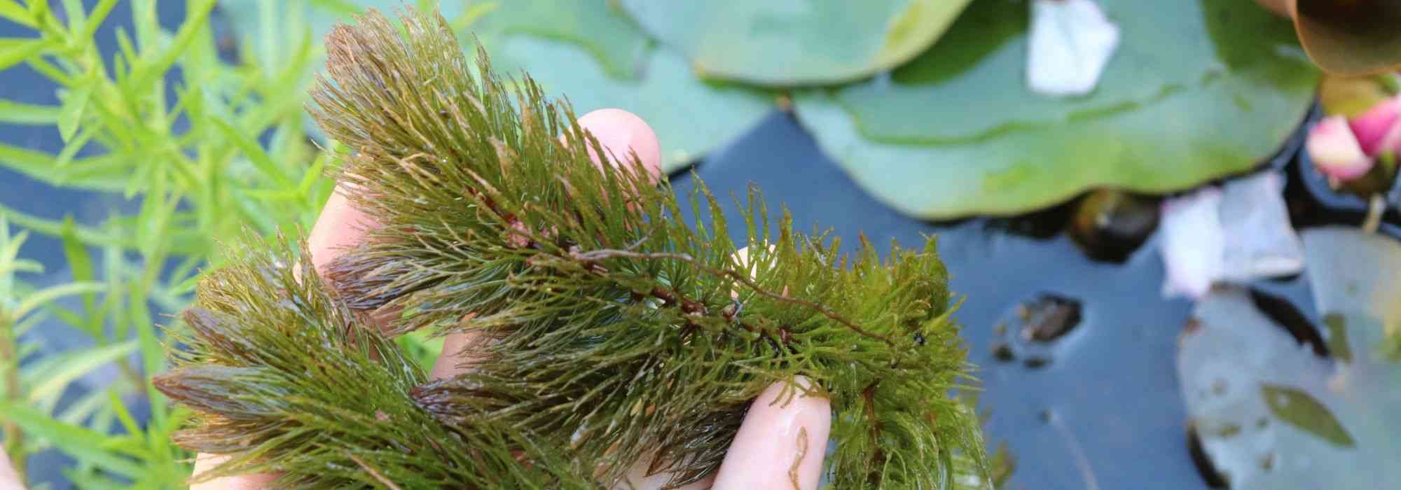 8 plantas aquáticas oxigenantes para lago ou charco