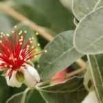 Feijoa sellowiana, Goiabeira do Brasil: plantar, cultivar e colher os seus frutos