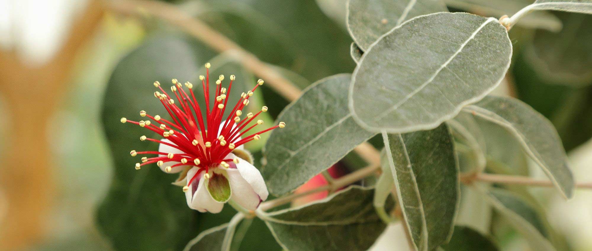 Feijoa sellowiana, Goiabeira do Brasil: plantar, cultivar e colher os seus frutos