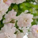 Roseira de trepar ou roseira trepadeira: qual a diferença?