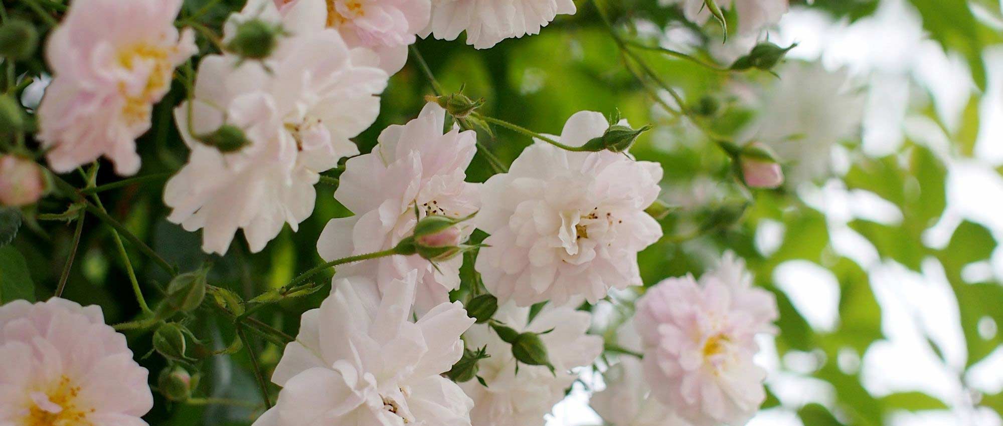 Roseira de trepar ou roseira trepadeira: qual a diferença?