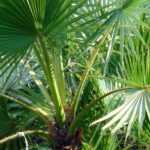 Washingtonia, palmeira-de-leque-da-califórnia: plantar, cultivar e cuidar