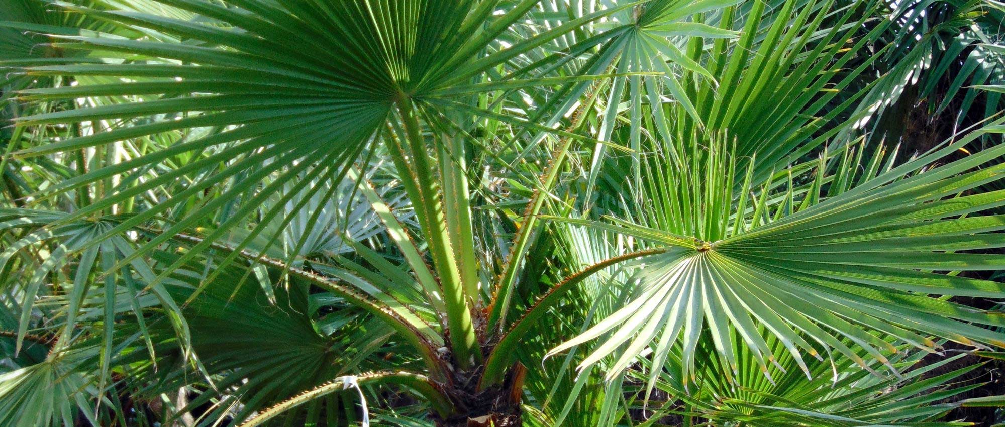 Washingtonia, palmeira-de-leque-da-califórnia: plantar, cultivar e cuidar