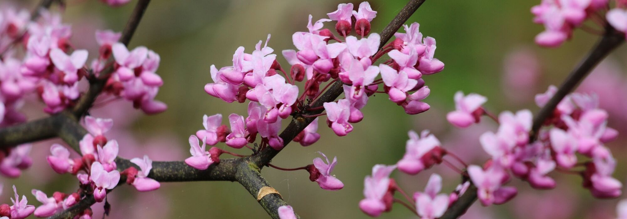 Árvores de flor: 7 indispensáveis no jardim