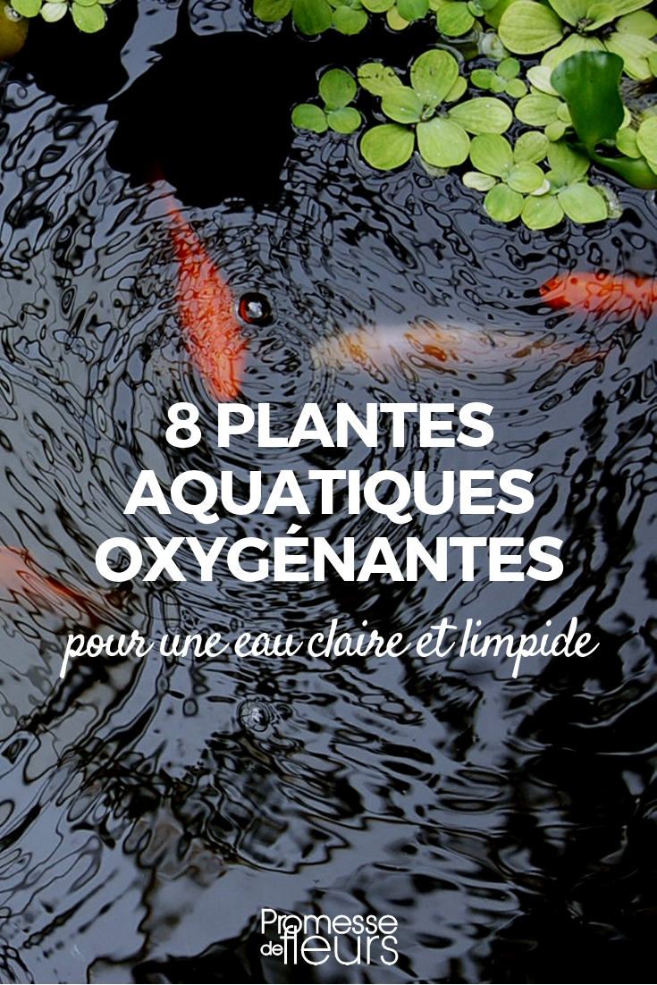 plantas oxigenantes para lago