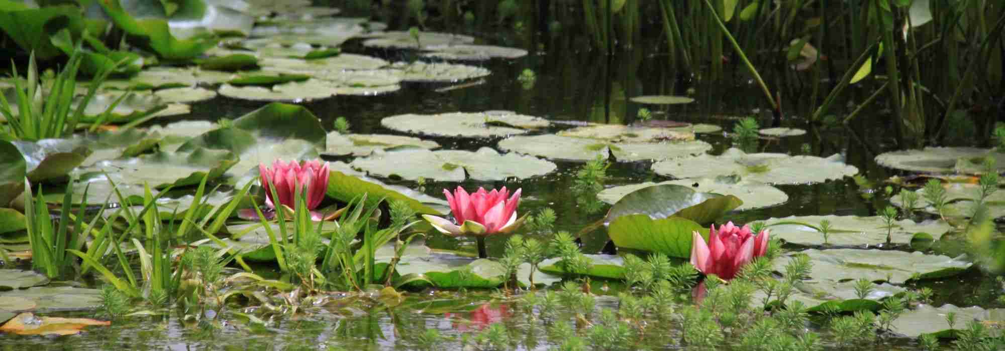 Escolher plantas aquáticas para um charco ou um lago