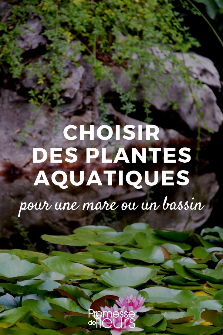 plantas aquáticas: quais escolher para um charco ou um lago