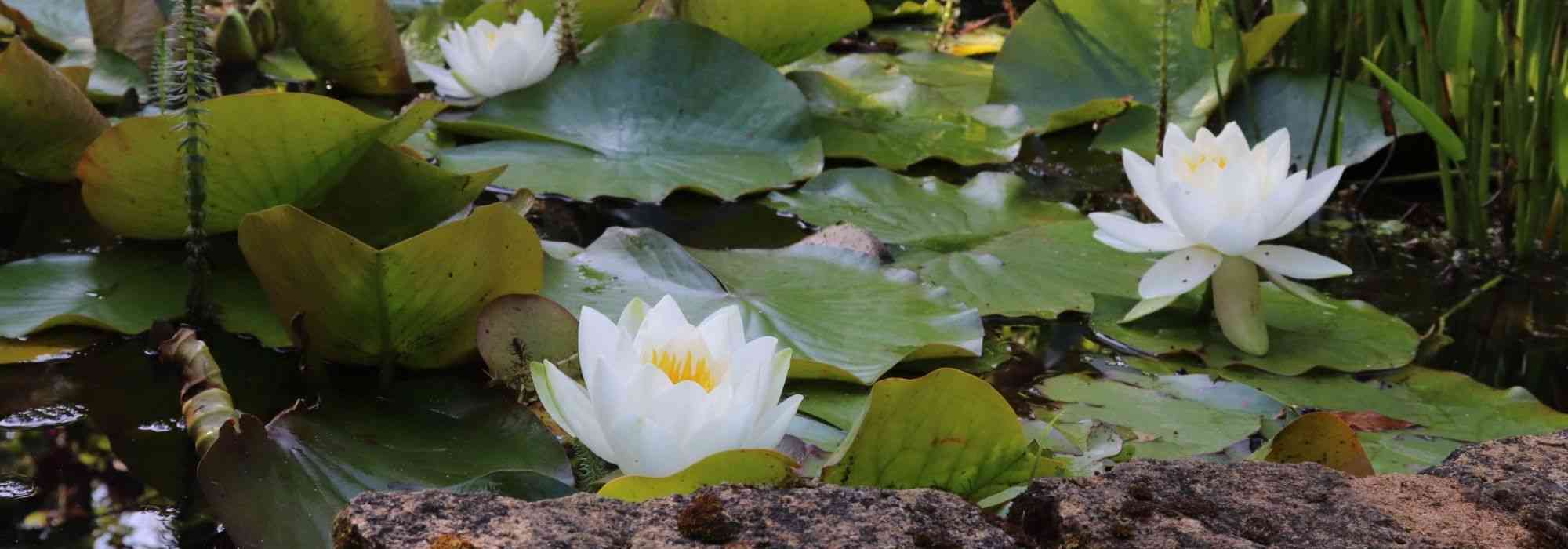 Onde e como instalar plantas dentro e à volta de um charco?