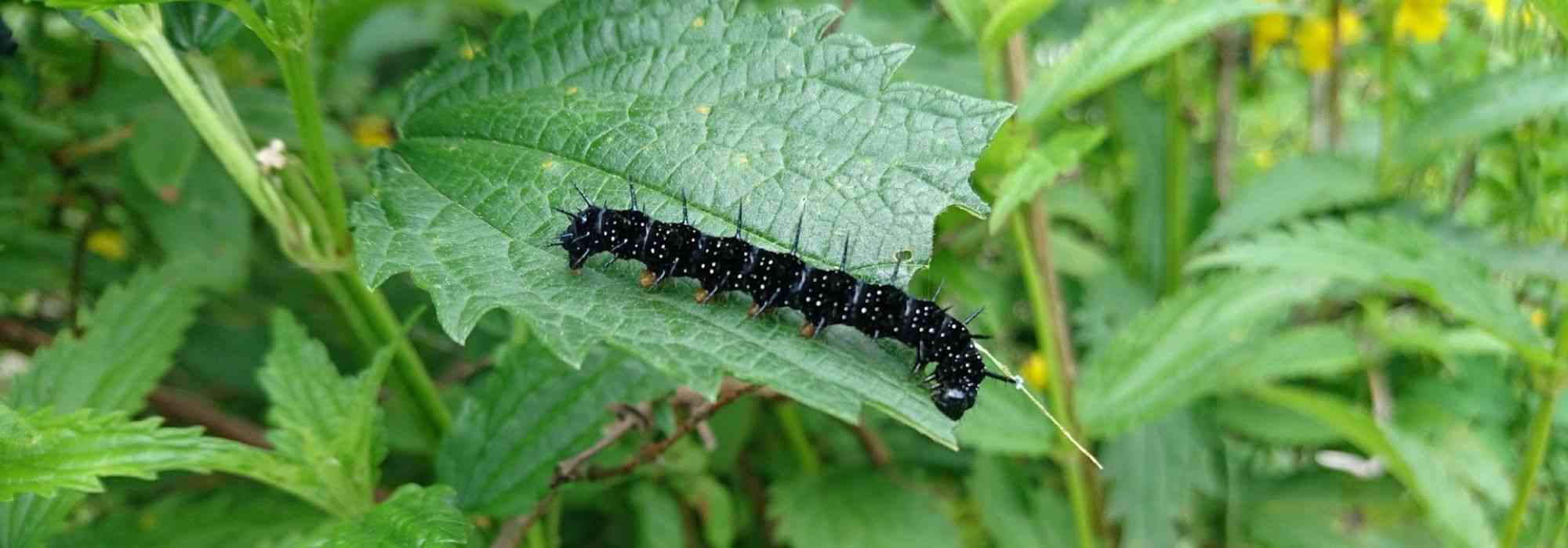Conceber e criar um jardim natural e ecológico