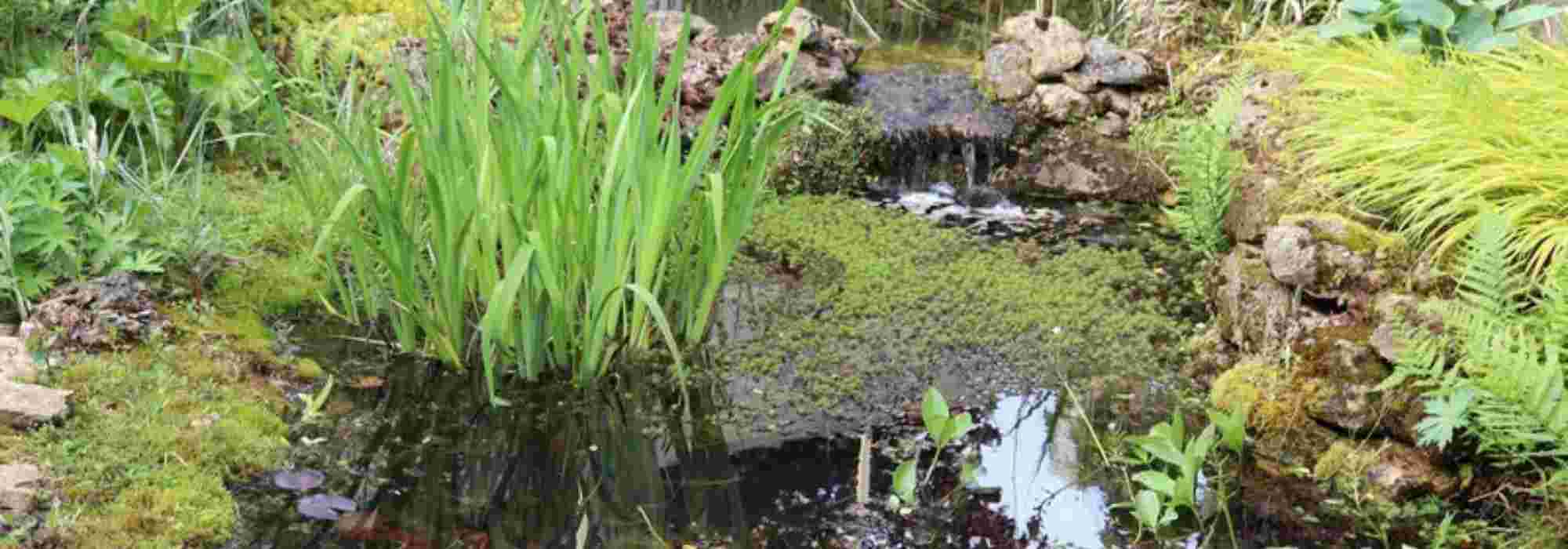 Criar um lago natural no jardim
