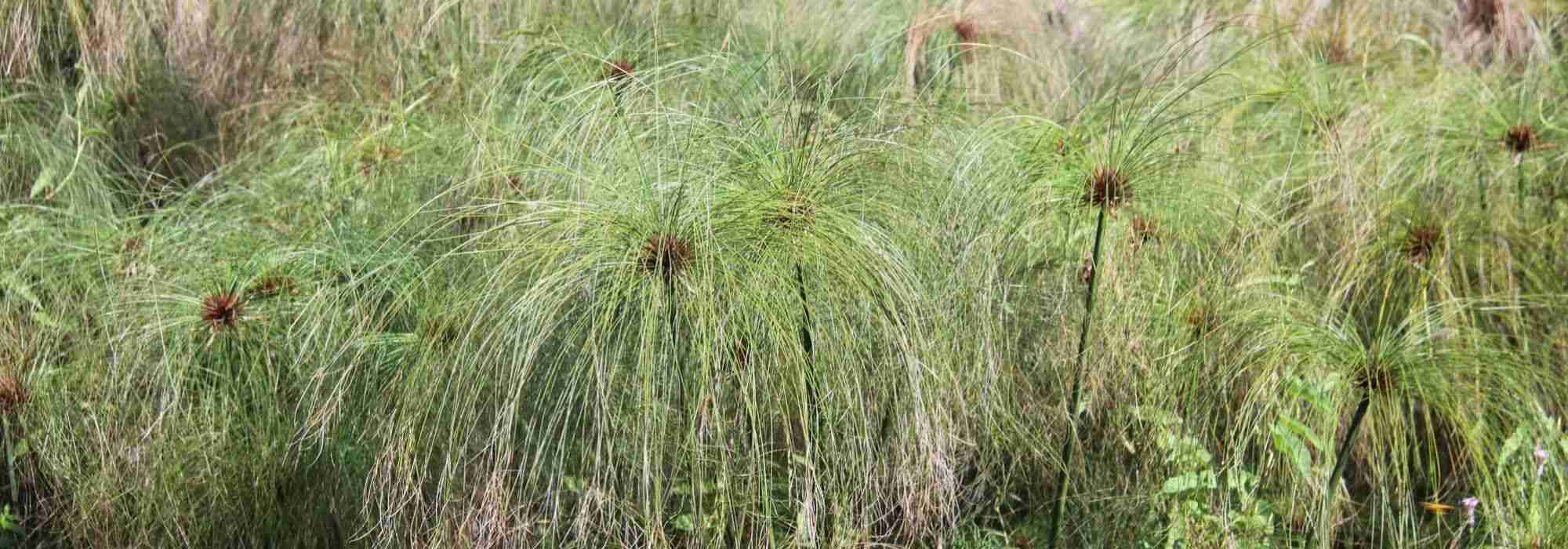 Papiro, junça: plantar e cuidar