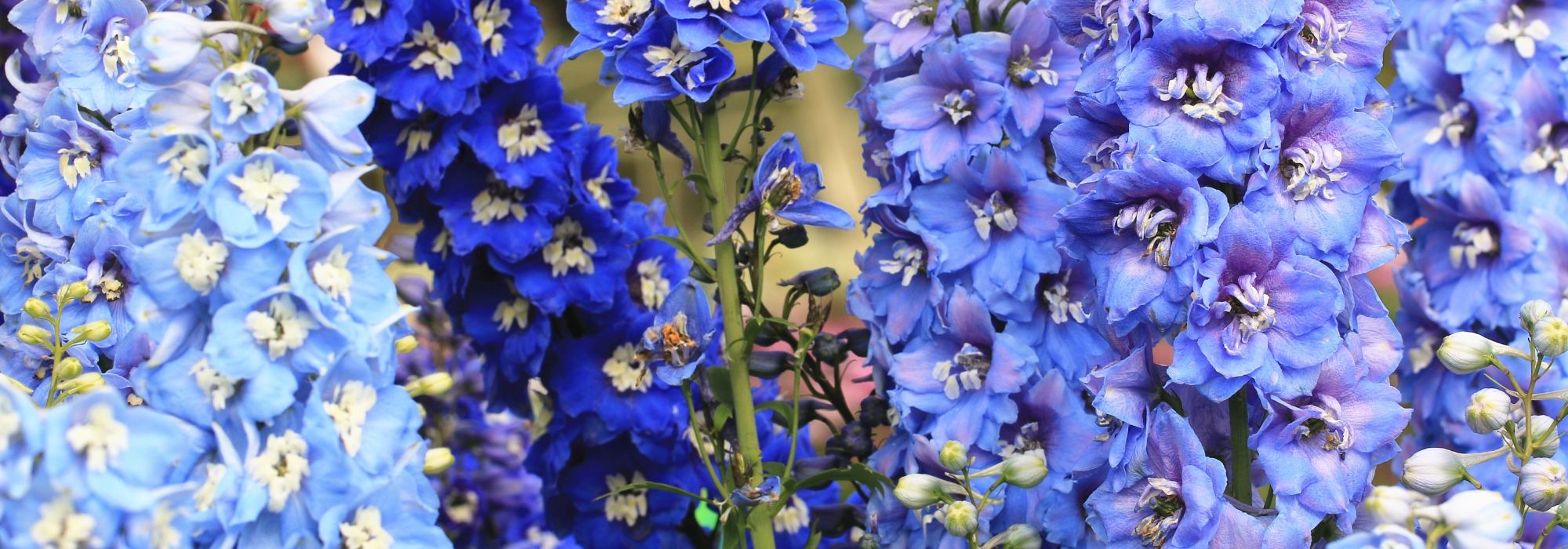 10 plantas perenes de flores azuis que não podem faltar no jardim