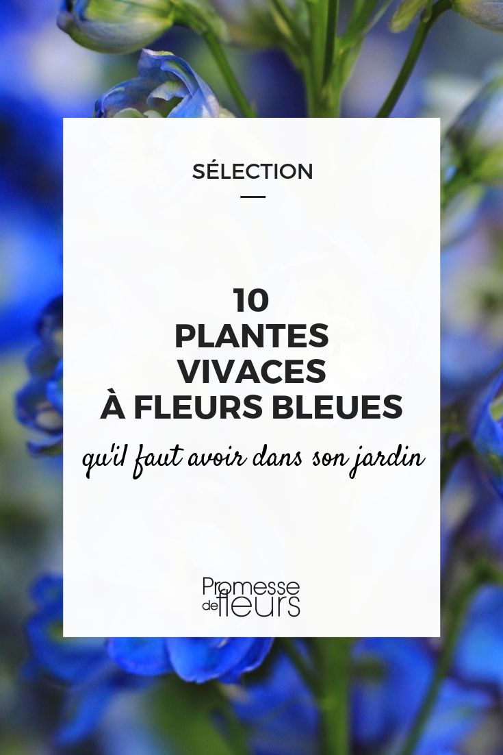 flor azul: as melhores plantas perenes