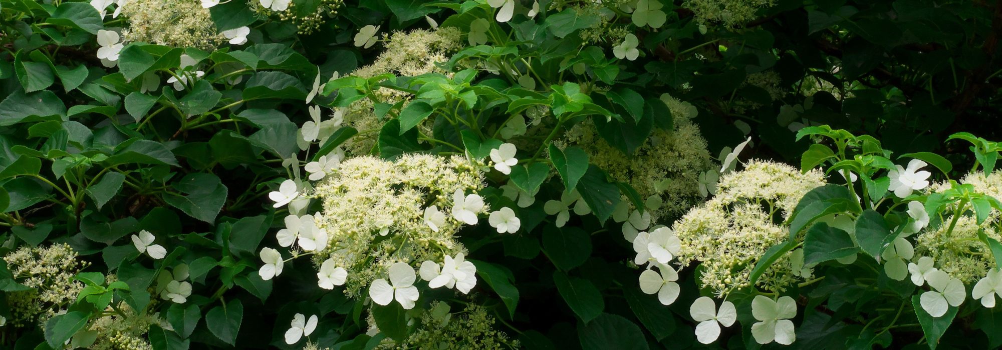 Plantas trepadeiras para a sombra: quais escolher?