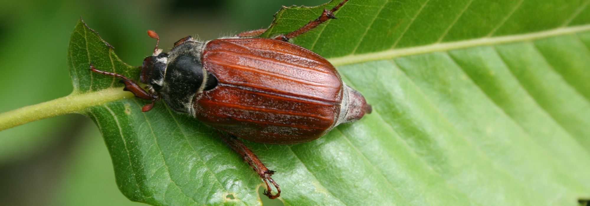 Escaravelho-maio: identificação, danos e meios de luta