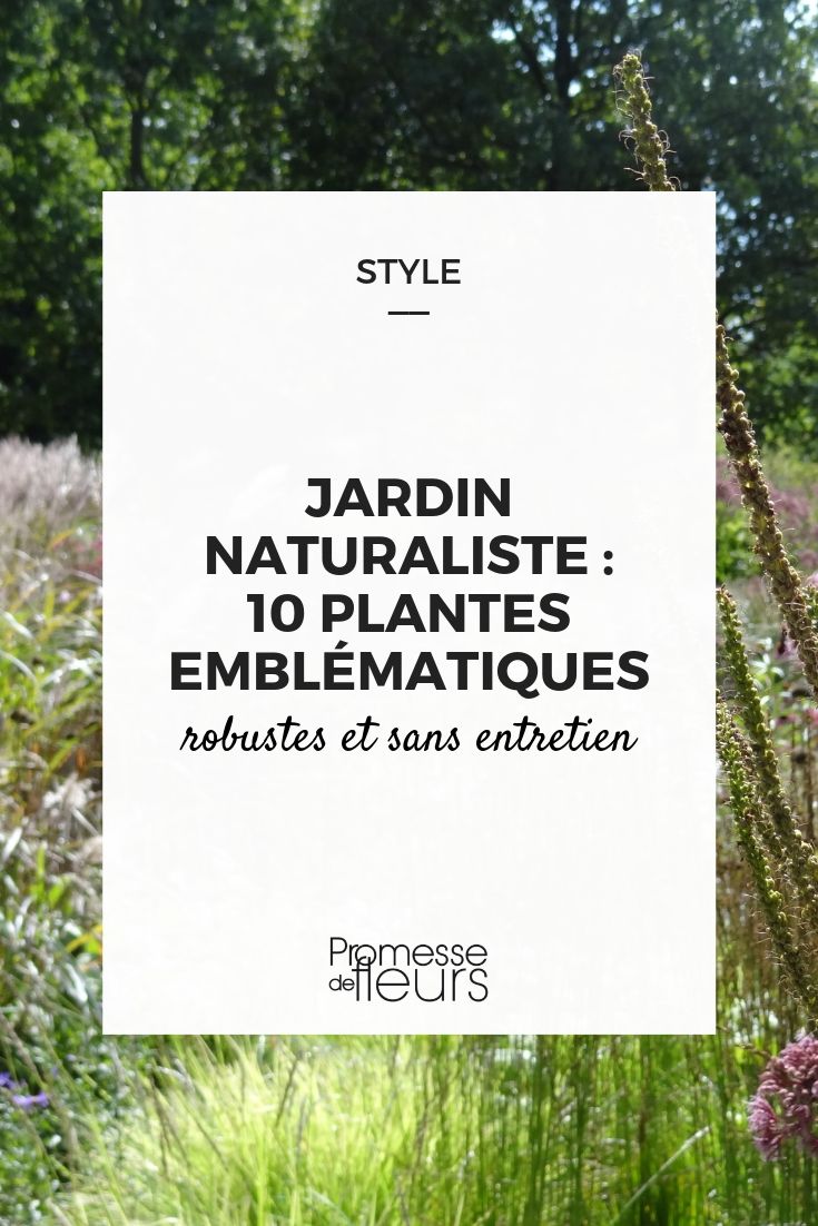 plantas perenes jardim natural e naturalista