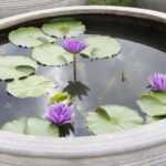 Mini lago: um pequeno jardim aquático para o terraço ou varanda
