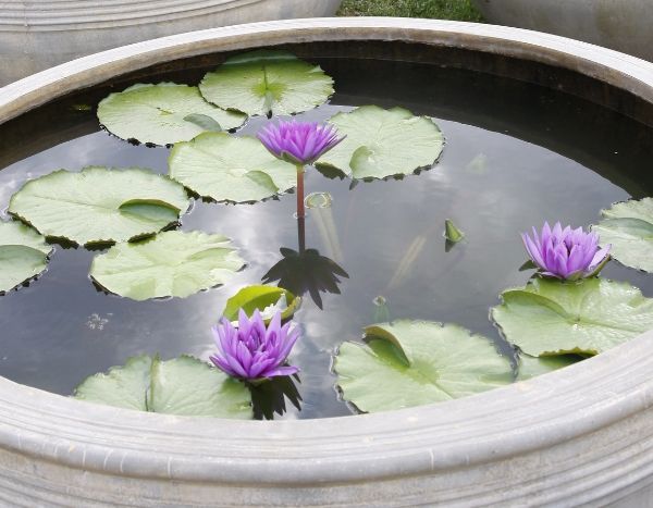 Mini lago: um pequeno jardim aquático para o terraço ou varanda