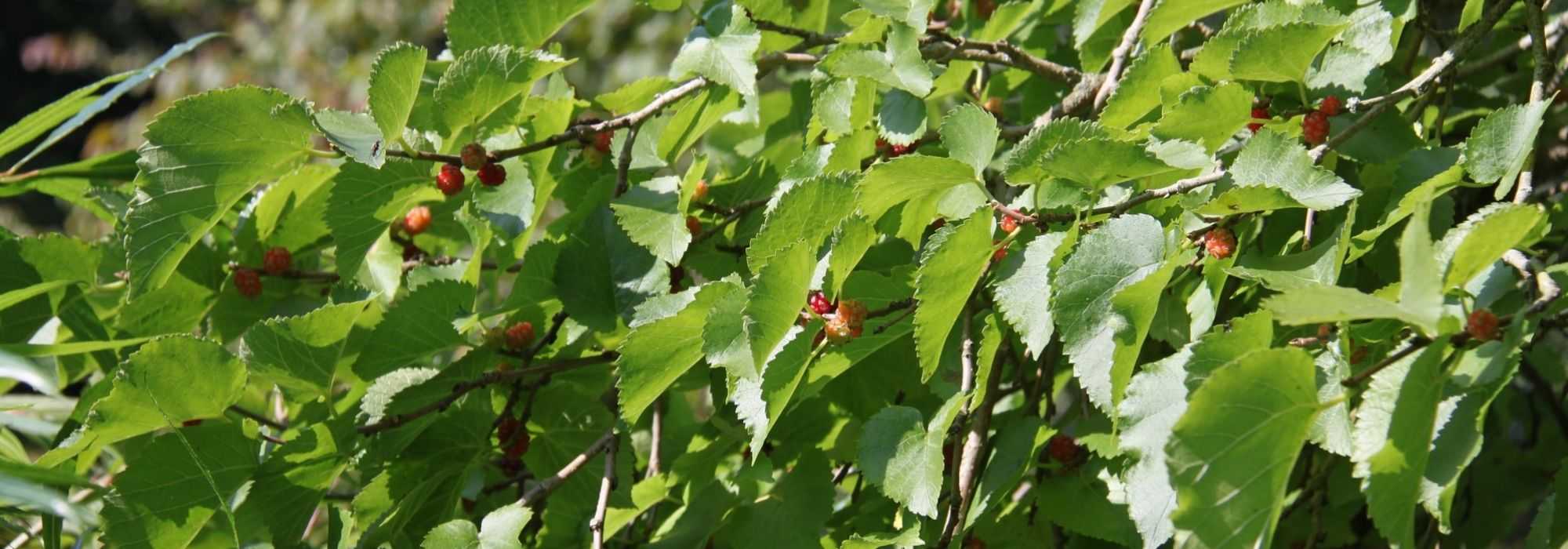 Amoreira, Morus: plantar, podar e cuidar