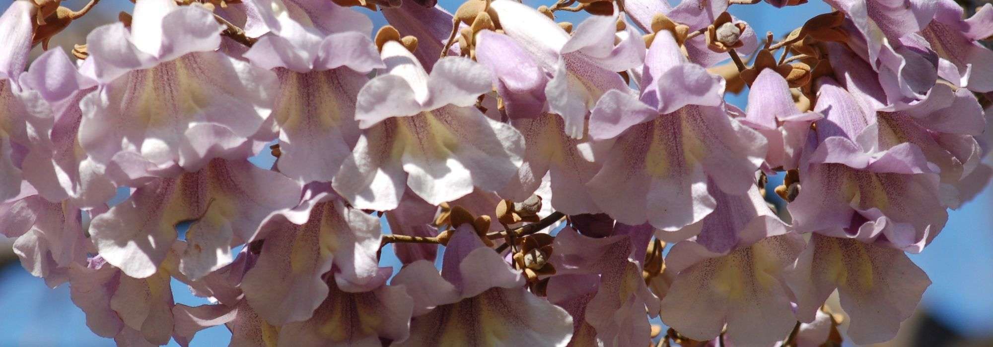 Paulownia, Paulónia: plantação, cultura e manutenção