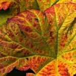 Petasite: plantação, cultivo, manutenção