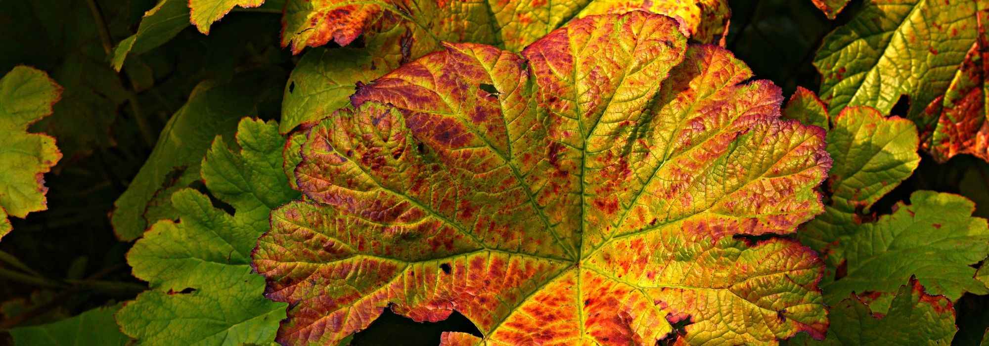 Petasite: plantação, cultivo, manutenção