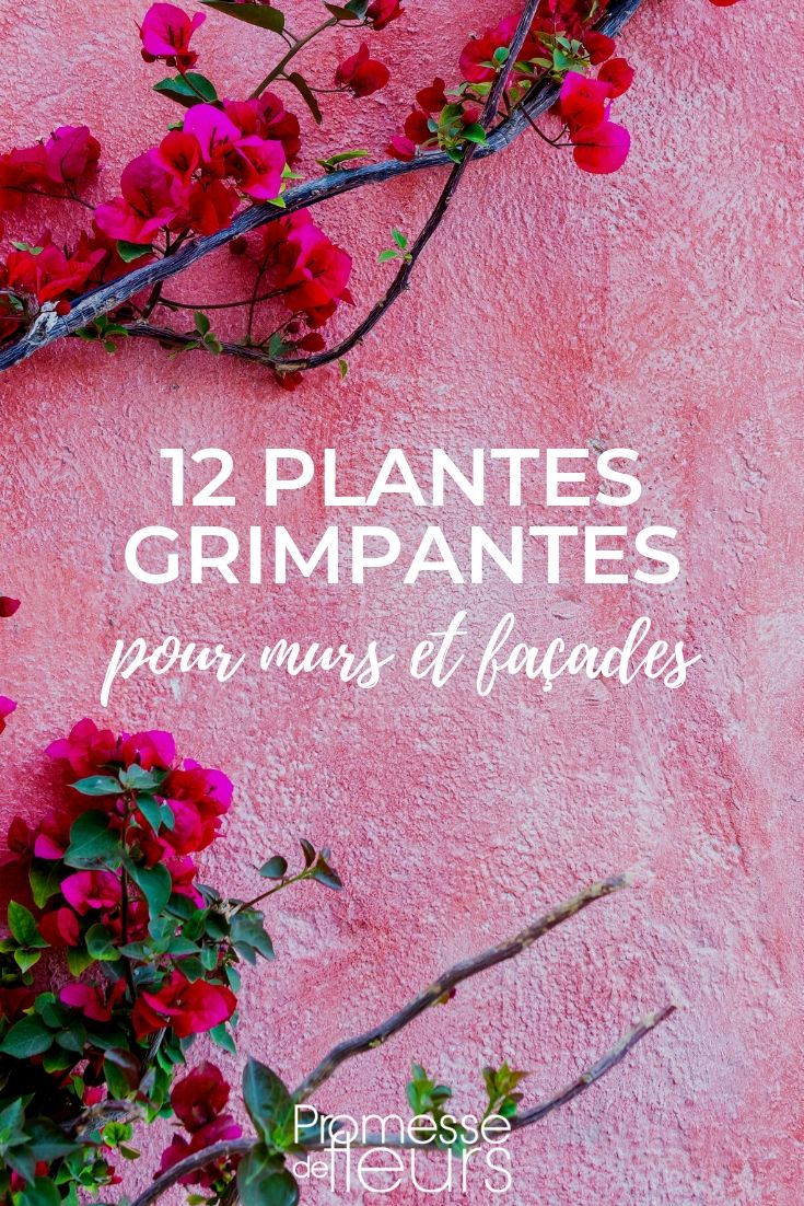 Plantas trepadeiras para revestir paredes e fachadas