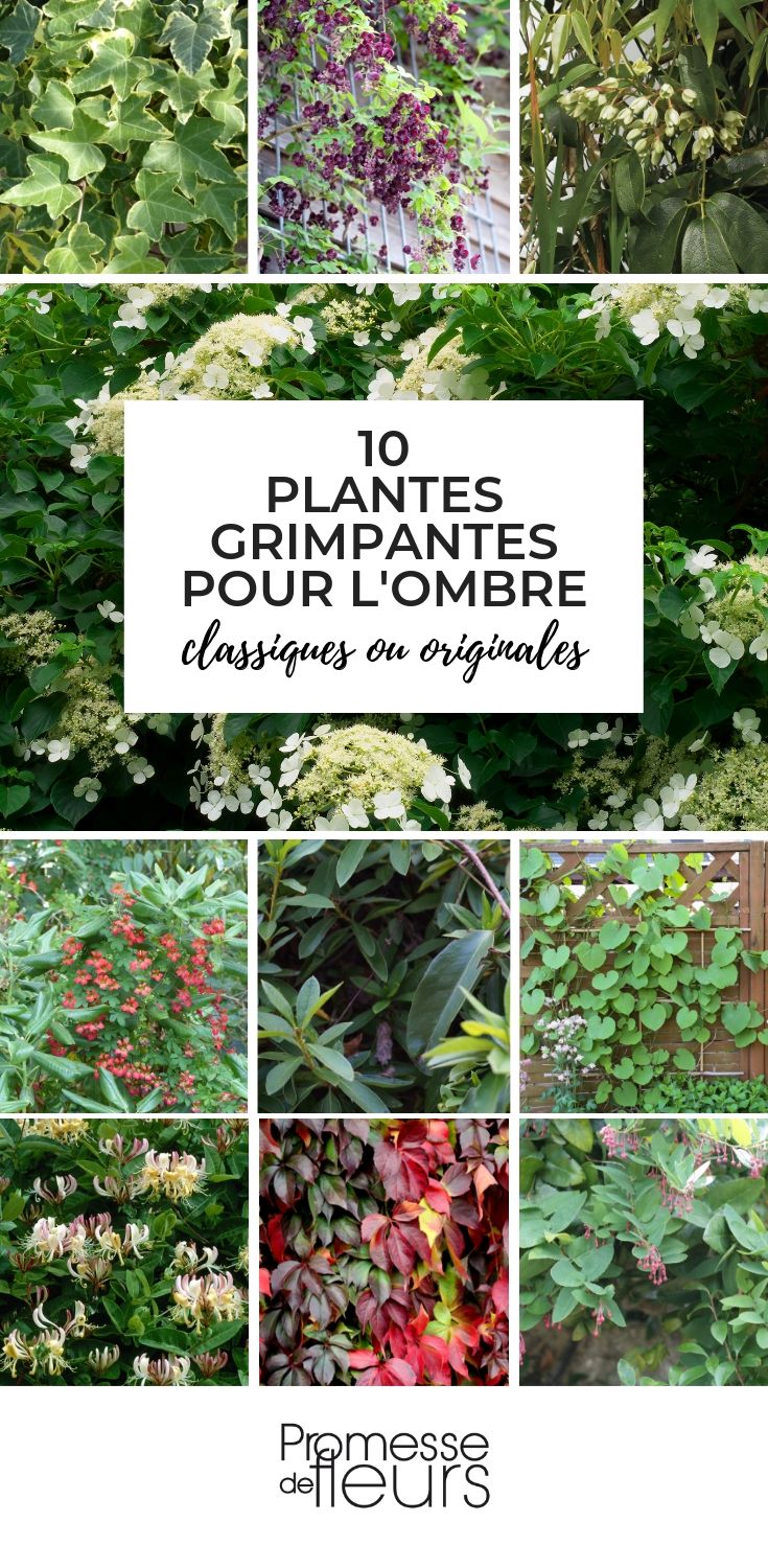 plantas trepadeiras para a sombra