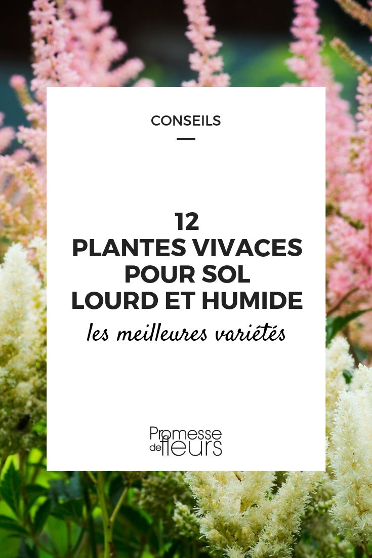 plantas perenes solo pesado e húmido