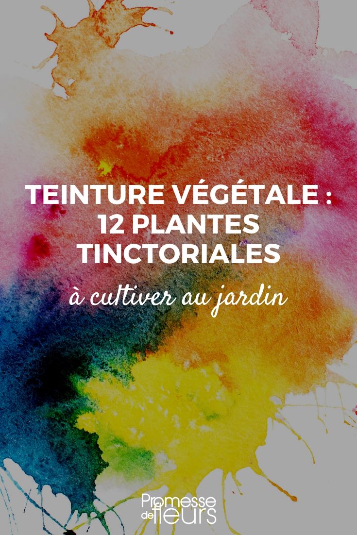 tintura vegetal : plantas tintureiras