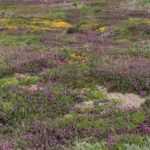 Terra de urze: como utilizá-la corretamente no jardim?