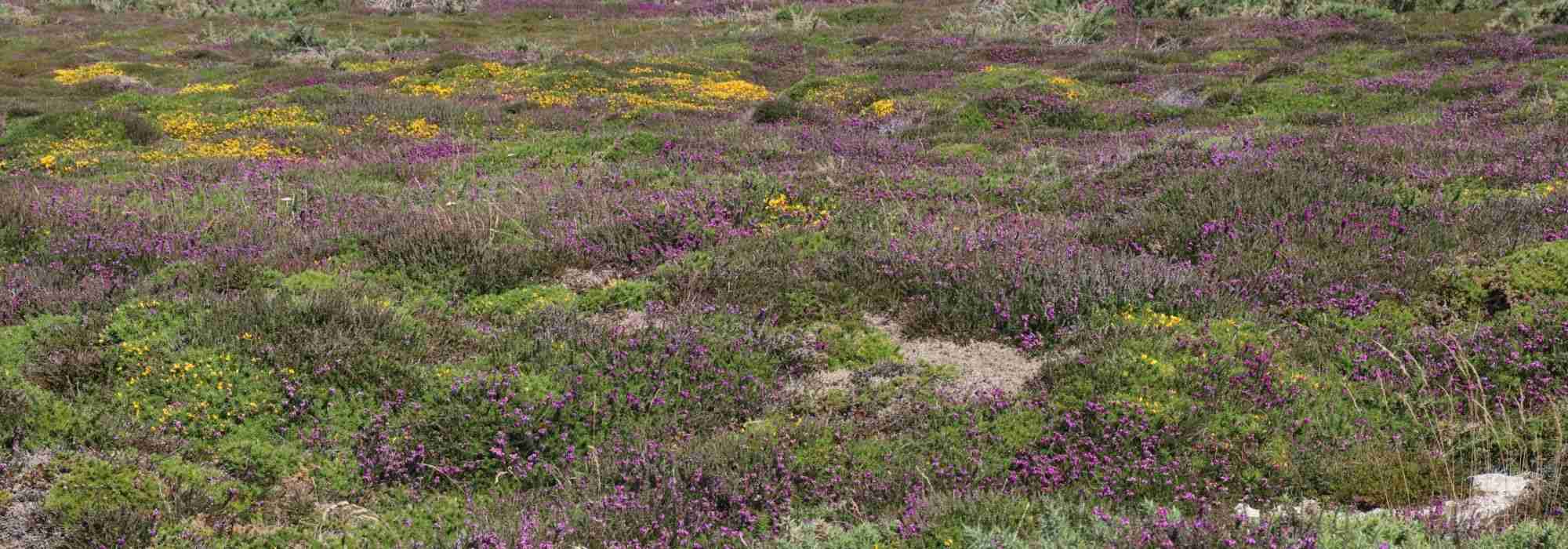 Terra de urze: como utilizá-la corretamente no jardim?
